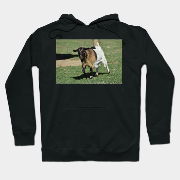 Goat Hoodie by MarieDarcy